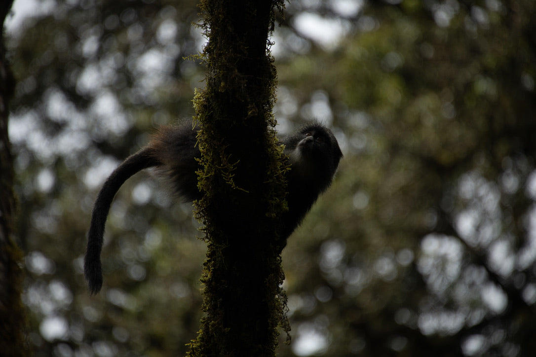 Blue Monkey