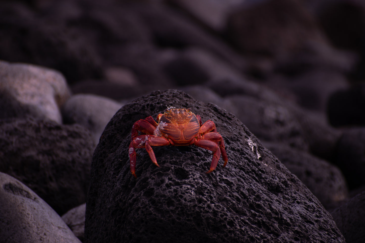 Lava Splotch