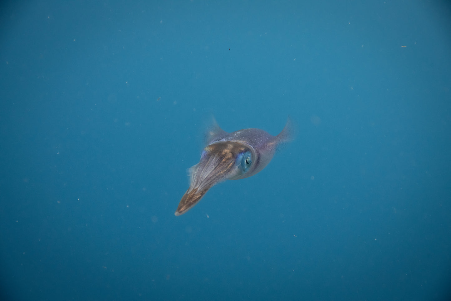 Squid