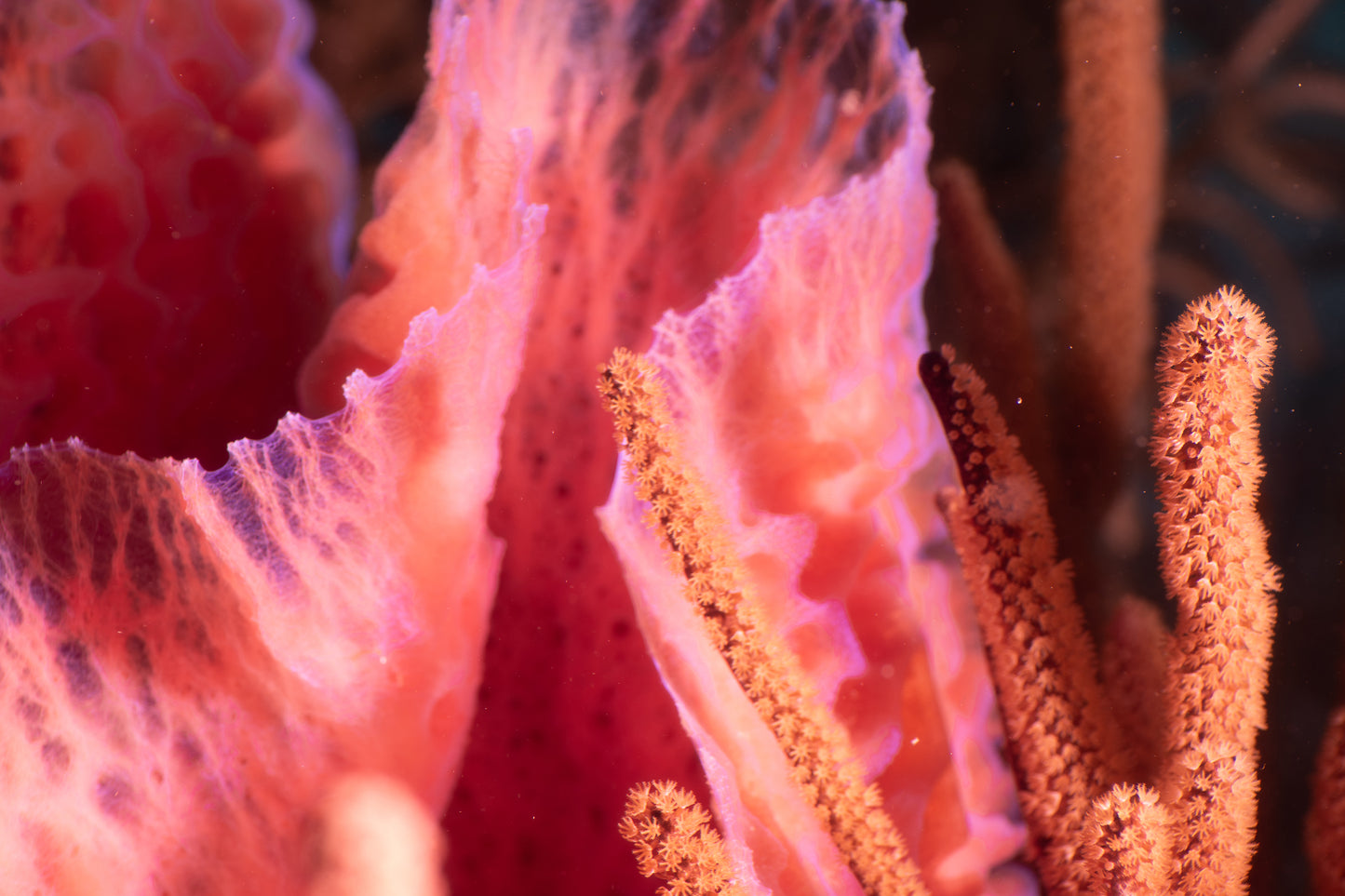 Azure Vase Sponge