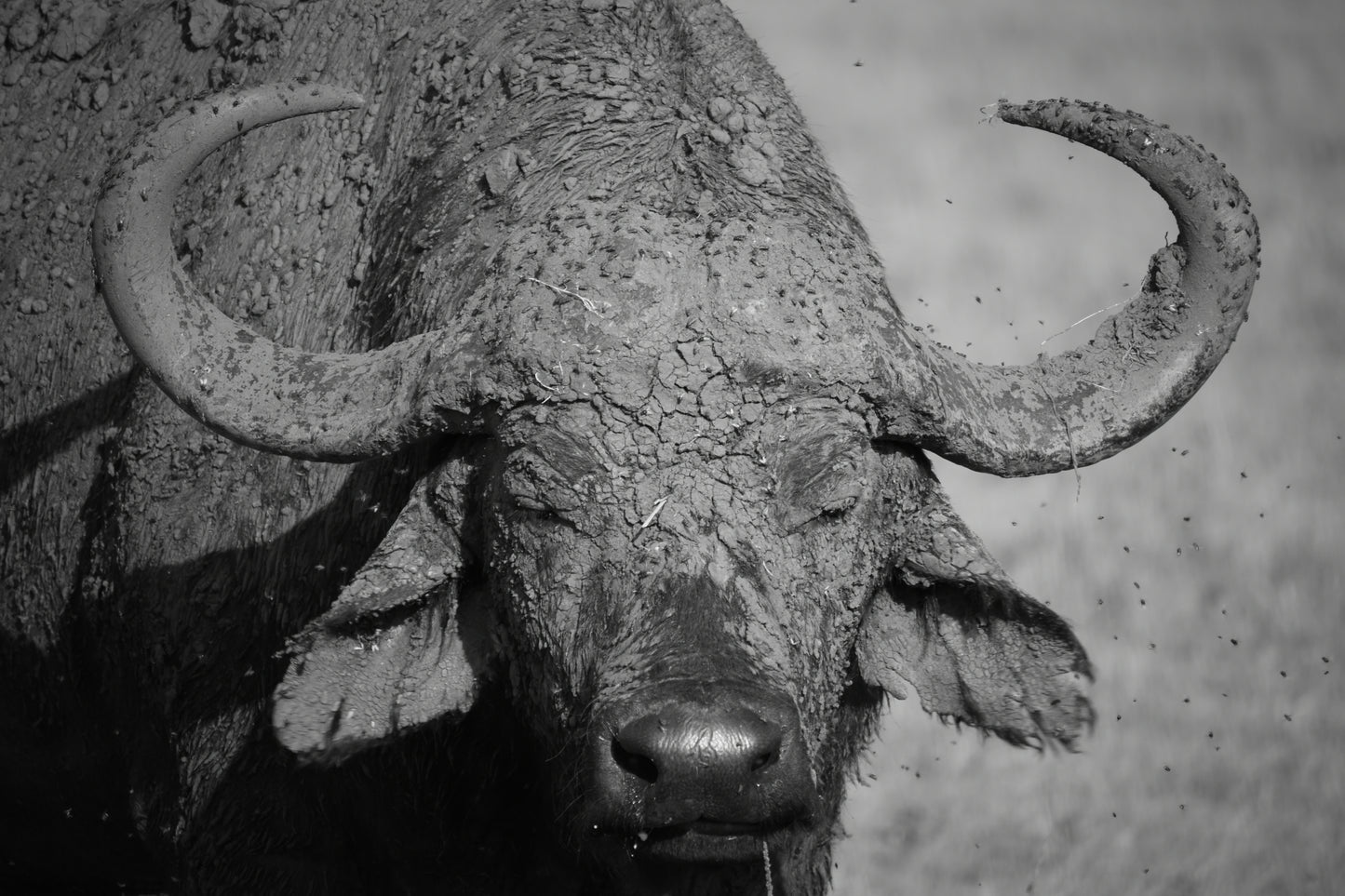 The Buffalo