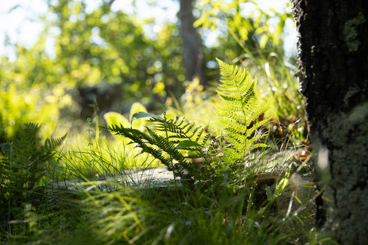 Morning in the Undergrowth
