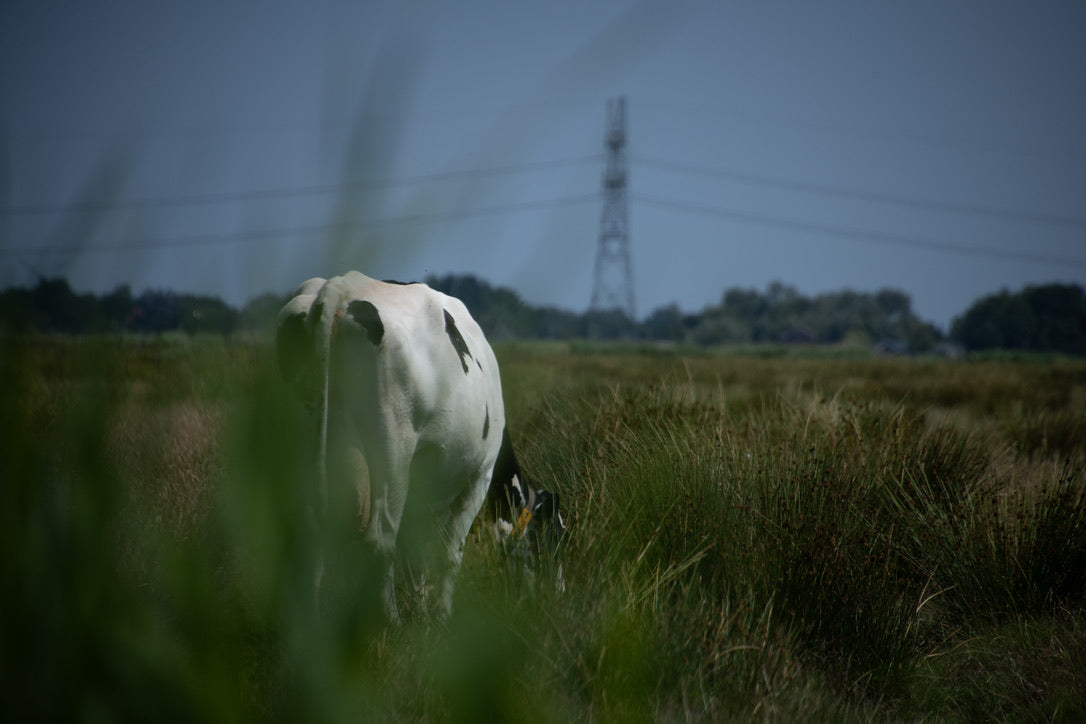 In Gentle Meadows