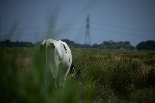 In Gentle Meadows