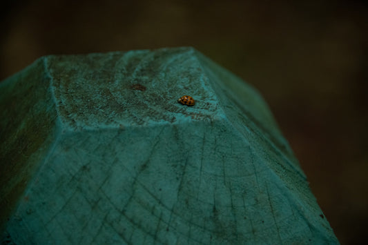 Ladybug