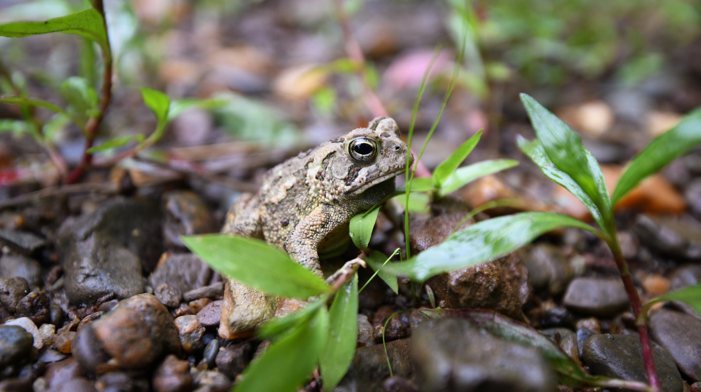 Froggie