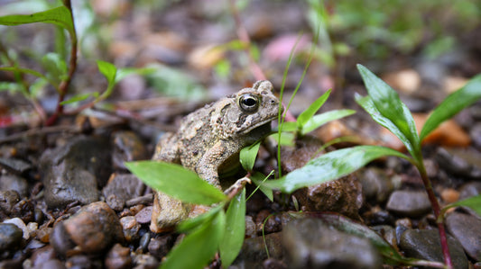 Froggie