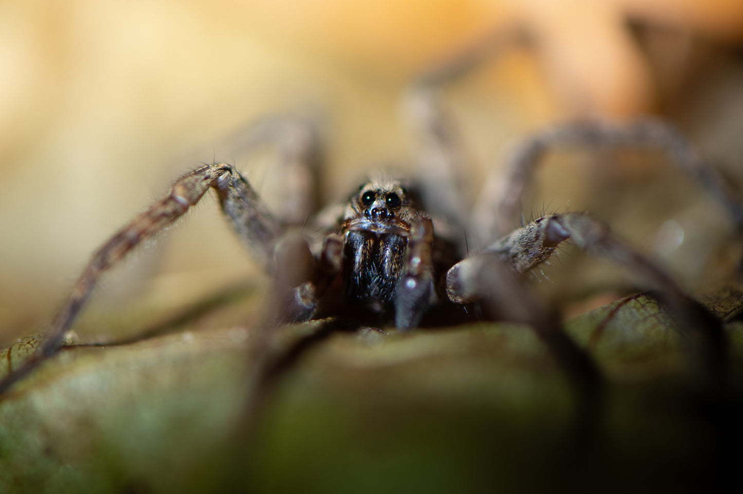 Creepy Crawly