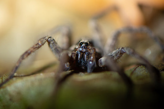 Creepy Crawly