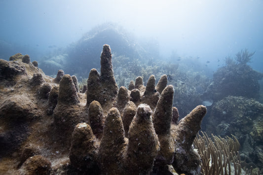 Kraken Knees