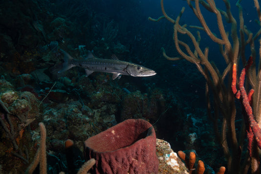 Barracuda Basin