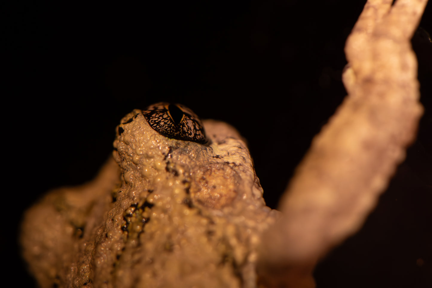 The Toad