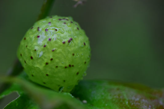 Gumball