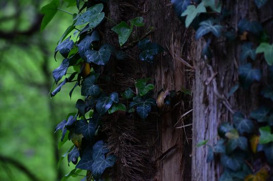 Ivy